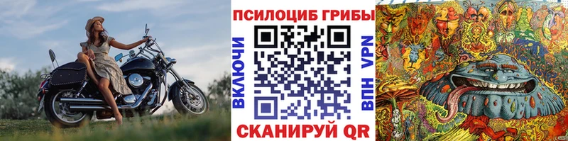 Галлюциногенные грибы Psilocybine cubensis Кедровый