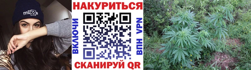 как найти наркотики  Кедровый  Бошки Шишки SATIVA & INDICA 